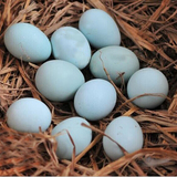 正宗农家绿壳土鸡蛋 纯天然农村散养土鸡蛋自养柴鸡蛋新鲜草鸡蛋