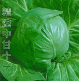 寿光蔬菜种子中甘十一甘蓝种子叶色深绿 包菜种子10克原装