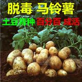 正品马铃薯种子脱毒土豆蔬菜四季种植批发原种荷兰王十五早熟高产