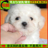 韩国血统 纯种泰迪犬 幼犬出售 白色宠物狗狗小贵宾 不掉毛无体味