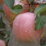 陕西苹果新鲜水果富士绿色有机水果孕妇水果圣诞平安果10斤包邮
