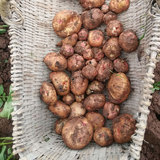 新鲜农家自种小土豆　江津富硒农产品非转基因洋芋马铃薯有机蔬菜