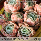 【冰莓】日系冰梅优品多肉绿植盆栽组合 多肉植物 可批发满包邮