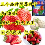 四季播草莓种子套餐 包邮阳台盆栽蔬菜多肉水果种子600粒送肥料