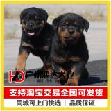 支持淘宝交易 出售德国罗威纳犬纯种罗威幼犬 防暴犬 狗狗宠物狗