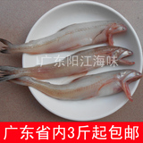 阳江特产新鲜海鱼当天捕捞散装海鲜鲜活狗头鱼龙头鱼豆腐鱼九肚鱼