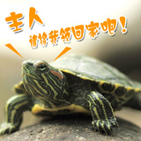 乌龟活体巴西彩龟观赏情侣龟宠物水陆招财龟一对6-8厘米龟苗包邮