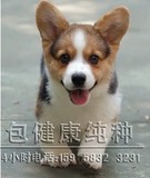 家庭犬/纯种柯基幼犬/花色/三色/宠物狗狗/包健康/短腿狗/小型犬E