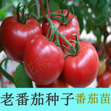 非转基因老品种西红柿种子番茄种子蔬菜种子包邮种春季种子西红柿