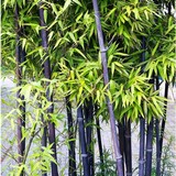 园林景观竹子庭院栽培花卉苗木阳台盆栽彩色植物紫竹风景竹子