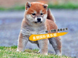 纯种赛级血统日本柴犬幼犬出售日系柴犬活体宠物狗 家养保证健康