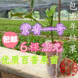 [转卖]【桥山鲜果】紫香一号百香果苗西番莲苗鸡蛋果苗树苗25