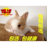宠物兔荷兰兔垂耳兔狮子兔普通白兔活体猫猫兔包邮短耳兔 宠物