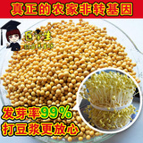 黄芽豆 农家笨黄豆 非转基因黄豆农家可发豆芽的小黄豆新黄豆500g