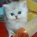 【赛级活体宠物】萌萌的金吉拉宝宝 经典名猫 银系
