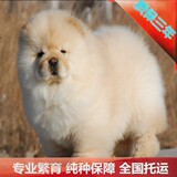 犬舍信誉精品肉嘴面包嘴美系纯种松狮宠物狗幼犬出售北京送货包邮