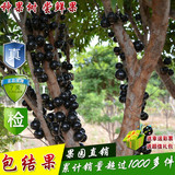 台湾树葡萄嘉宝果苗 嘉宝果 树苗 树葡萄 果树苗 庭院盆栽 名贵果