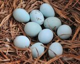 绿壳鸡蛋 种蛋 受精蛋 可孵化