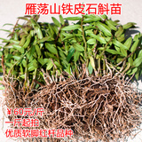 雁荡山红杆铁皮石斛苗吊兰花枫斗鲜条驯化苗绿植花卉盆栽一斤起拍