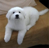 大白熊幼犬出售纯种巨型大白熊狗大型白毛狗大白熊宠物狗狗87活体