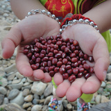 红小豆 农家自产纯天然小红豆/赤豆 500g 美容的五谷杂粮