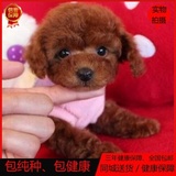 宠物狗茶杯狗泰迪幼犬出售纯种泰迪犬幼犬活体贵宾犬家养韩系0218