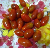 丹东99草莓地小柿子 草莓番茄 东港409小柿子 圣女果纯生态水果