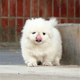 出售纯种北京京巴幼犬赛级宫廷犬超可爱长不大雪白的宠物狗狗16