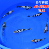 纯种日本 白写 活体锦鲤鱼苗 观赏鱼 冷水鱼 锦鲤鱼 3 条全国包邮