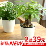 幸福树发财树盆栽水培植物盆景绿植办公室盆栽绿色植物室内吸甲醇