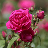 航空包邮5斤 滇红云南新鲜玫瑰 食用玫瑰鲜花 可做酵素纯露精油