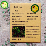 紫苏种子Perilla 香草种子 洋紫苏种子 可食种子香草种子蔬菜种子