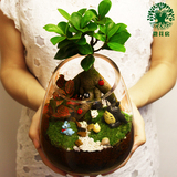 苔藓微景观生态瓶创意迷你植物小盆栽玻璃办公室内盆景DIY龙猫摆