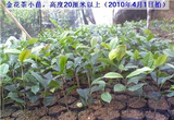 金茶花树苗盆栽-防城普通种金花茶-年份规格齐全珍稀茶花品种
