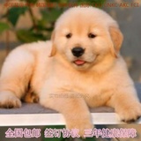 大型犬金毛犬幼犬出售纯种宠物狗金毛幼犬赛季活体黄金猎犬金毛01