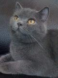 高品质英短蓝猫英国立耳短毛猫纯种短毛猫健康活沷英短幼猫小奶猫