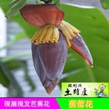 芭蕉花 天然新鲜现采香蕉花大蕉花鲜食花卉蕉蕾花 农家自产芭蕉花