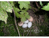 农家纯天然乌鸡绿壳蛋 月子鸡蛋 农村散养当天乌鸡蛋 满30枚包邮