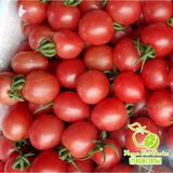 正宗海南陵水新鲜小番茄千禧圣女果水果西红柿4斤装 整箱