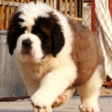 双赛级血统家养宠物狗 纯种巨型圣伯纳犬 救援护卫活体幼犬出售16
