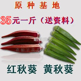 阳台盆栽蔬菜种子 黄秋葵种子 红秋葵种子 补肾蔬菜种子 1斤35元