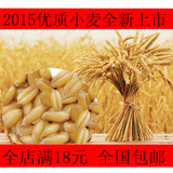 农村2015农家自种/小麦种子/榨汁营养小麦种榨汁 发芽率高
