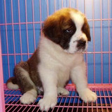 双赛级血统家养宠物狗 纯种巨型圣伯纳犬 救援护卫活体幼犬出售14