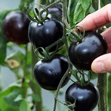 盆栽四季蔬菜种子 圣女果 黑番茄种子 黑妃种子 黑珍珠F1 樱桃小