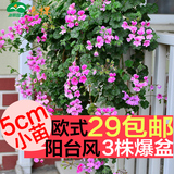 包邮垂吊天竺葵花苗花种子苗四季开花阳台庭院室内盆栽花卉植物