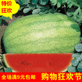 新品上市 满包邮蔬果水果 春季新红宝大西瓜种子 农民专业用种
