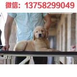 纯种金毛幼犬出售《金毛犬黄金猎犬》导盲寻回犬/宠物狗6cx