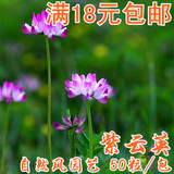 18元包邮 紫云英种子紫红色50粒 盆栽鲜花种子观赏花卉阳台小植物