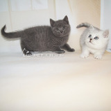 出售纯种英短蓝猫 英国短毛猫 幼猫 英短宠物猫 活体包邮