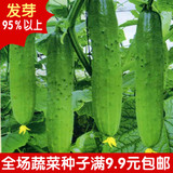 水果黄瓜种子 春播种子 四季阳台专用种菜盆栽 蔬菜水果健康蔬果